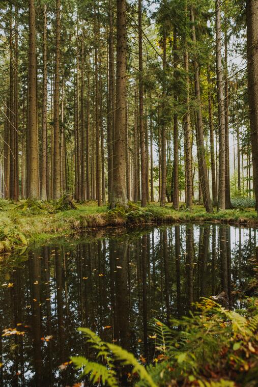 Wildgehege Srdíčko und Resortumgebung 13